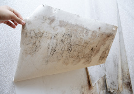 adobestock_231746476