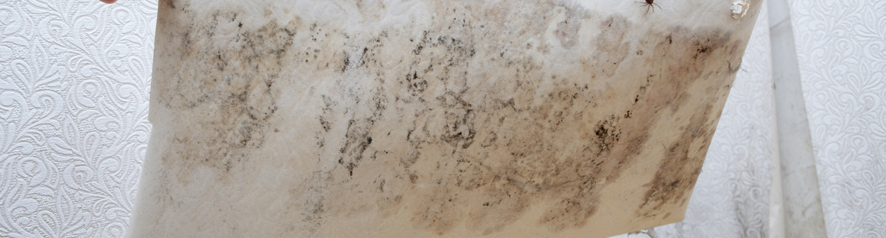 adobestock_231746476