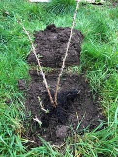 A freshly planted fruit bush surrounded by grass