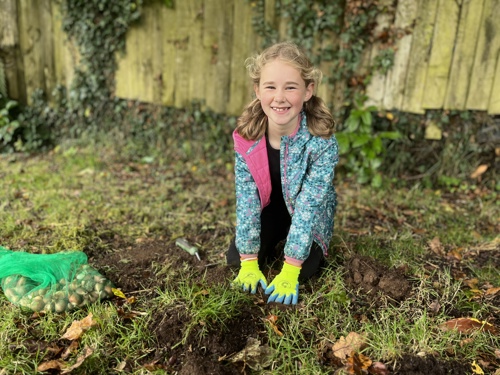 Photo of a young girl clearing the earth to plant spring bulbs on Gunnislake Action Day