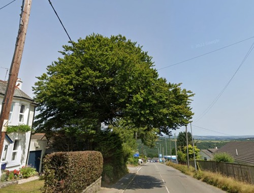 Gunnislake Tree