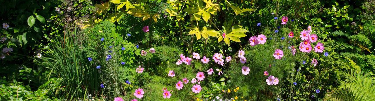 capture-cornish-garden