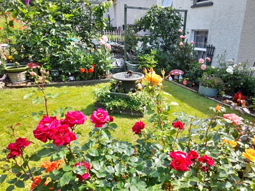 photo of brightly coloured roses red and orange in the winners garden