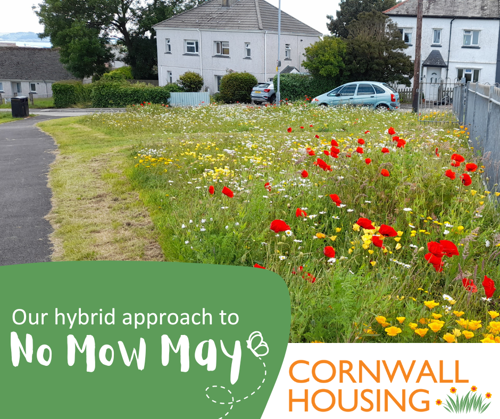 No Mow May - wildflowers on a cornwall housing estate