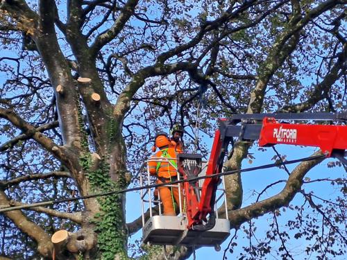 Workmen felling a tree